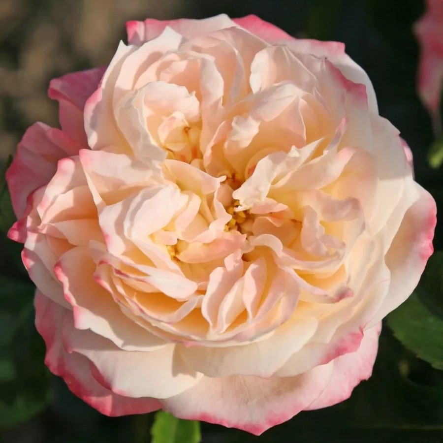 Rose Ibridi di Tea - Rosa - Concorde - Produzione e vendita on line di rose da giardino