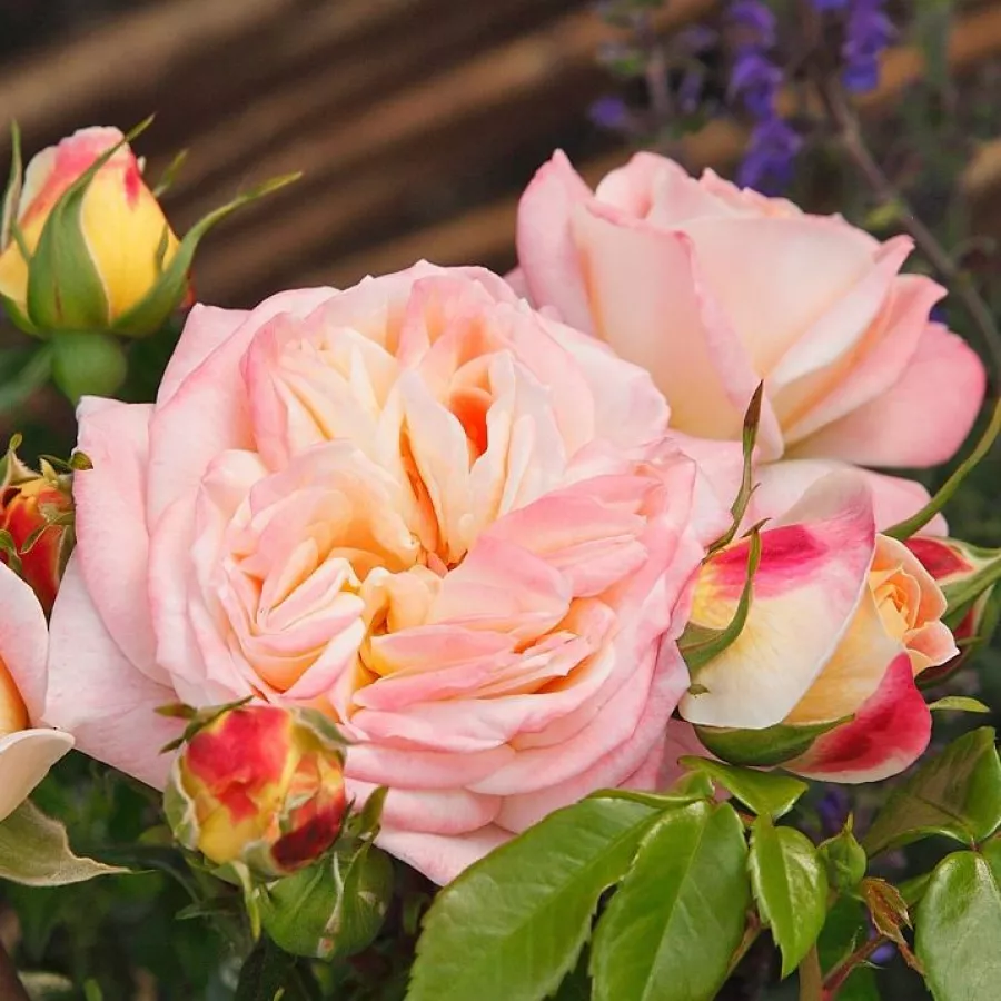 Giallo - rosa - Rosa - Concorde - Produzione e vendita on line di rose da giardino
