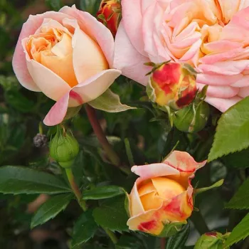 Rosa Concorde - galben - roz - trandafiri pomisor - Trandafir copac cu trunchi înalt – cu flori tip trandafiri englezești
