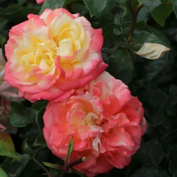 Jaune - rose - rosier haute tige - Rosier aux fleurs anglaises