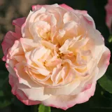 Trandafiri hibrizi Tea - trandafir cu parfum intens - comanda trandafiri online - Rosa Concorde - galben - roz
