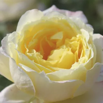 Online rózsa vásárlás - sárga - climber, futó rózsa - Amnesty International - intenzív illatú rózsa - szegfűszeg aromájú - (200-300 cm)