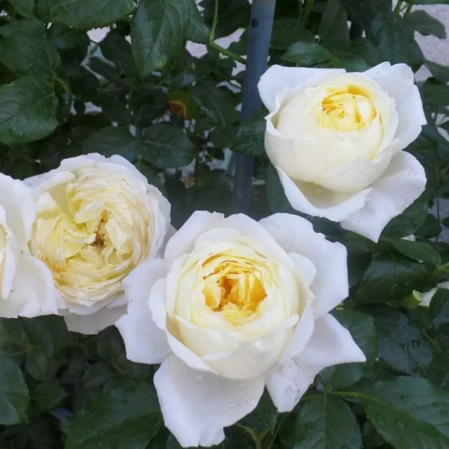 Csokros virágú - magastörzsű rózsafa - Rózsa - Amnesty International - Kertészeti webáruház