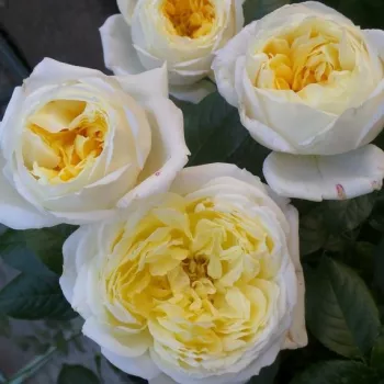 Citromsárga - csokros virágú - magastörzsű rózsafa - intenzív illatú rózsa - szegfűszeg aromájú