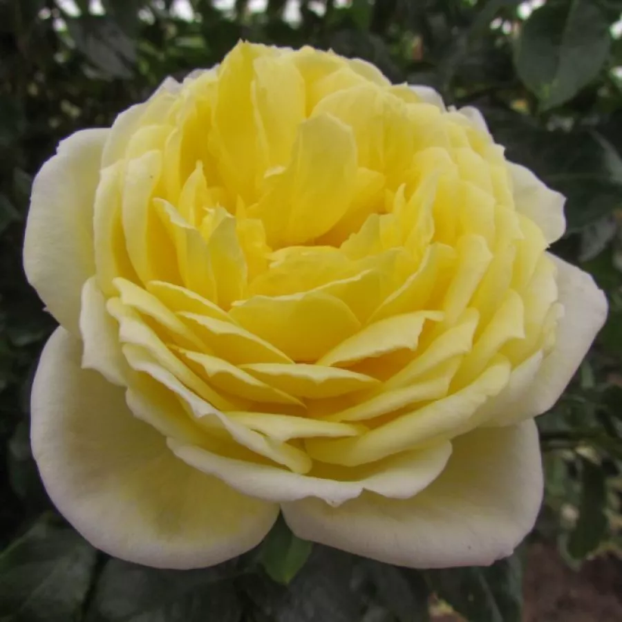 Amarillo - Rosa - Perseus - comprar rosales online