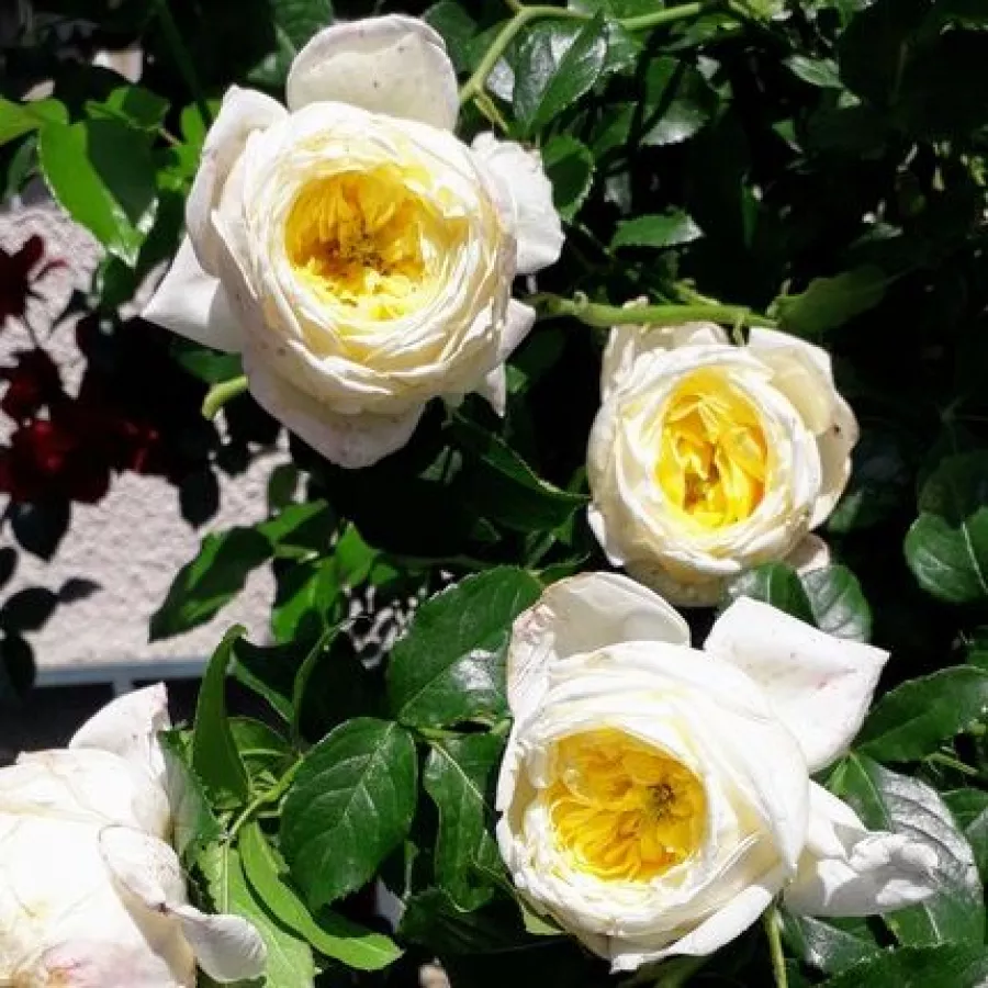 Climber, róża pnąca - Róża - Perseus - sadzonki róż sklep internetowy - online