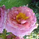 Virágágyi floribunda rózsa - rózsaszín - -- - -- - Rosa Mamiethalène - Online rózsa rendelés