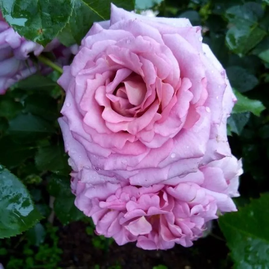 Rosa - Rosa - Mamiethalène - Comprar rosales online