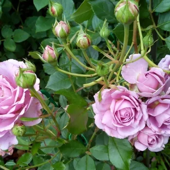 Rosa Mamiethalène - rózsaszín - virágágyi floribunda rózsa