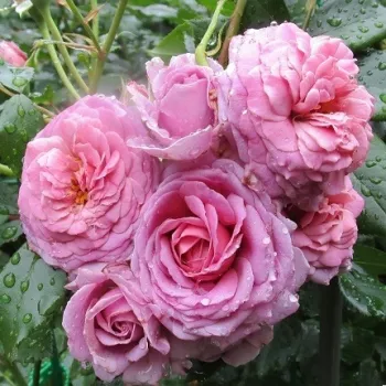 Rózsaszín - lila árnyalat - virágágyi floribunda rózsa - - - -