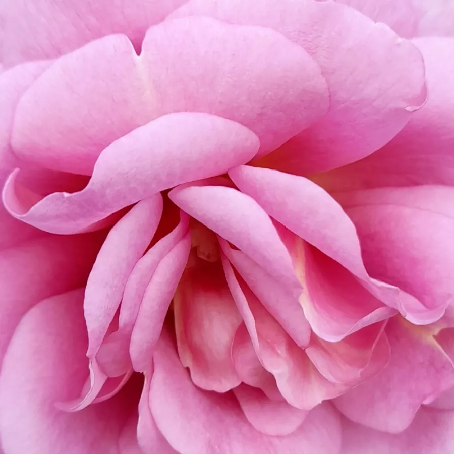 En grupo - Rosa - Mamiethalène - rosal de pie alto