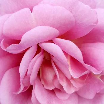 Rózsa kertészet - rózsaszín - csokros virágú - magastörzsű rózsafa - Mamiethalène - -- - --