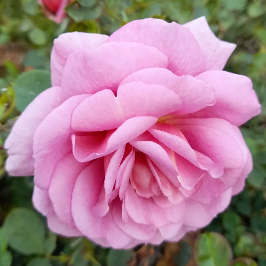 Virágágyi floribunda rózsa - Rózsa - Mamiethalène - online rózsa vásárlás