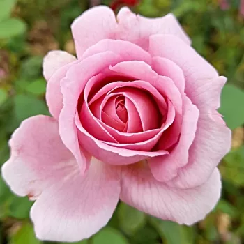 Rosa Mamiethalène - ružičasta - ruža floribunda za gredice