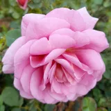 Virágágyi floribunda rózsa - rózsaszín - Online rózsa rendelés - Rosa Mamiethalène - -- - --