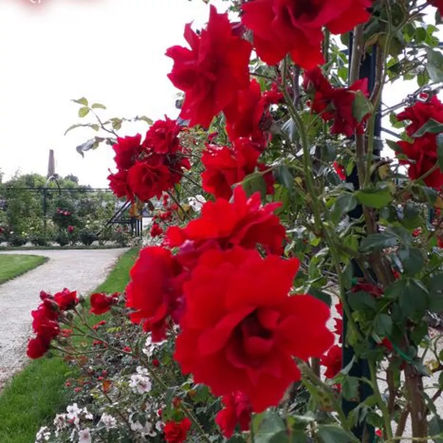 Crvena - Ruža - Bánát - Narudžba ruža