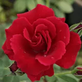 červený - stromčekové ruže - Rosa Bánát - bez vône