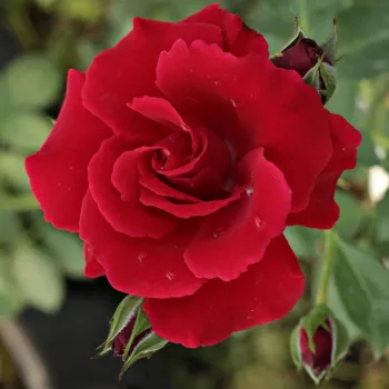 Rosa Bánát - bordová - stromkové růže - Stromkové růže, květy kvetou ve skupinkách