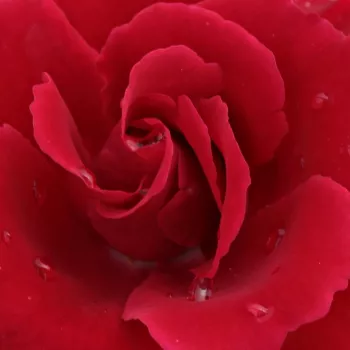 Vente de rosiers en ligne - rouge - Rosiers lianes (Climber, Kletter) - Bánát - non parfumé
