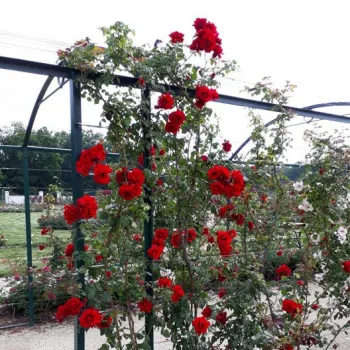 Bordová - stromkové růže - Stromkové růže, květy kvetou ve skupinkách
