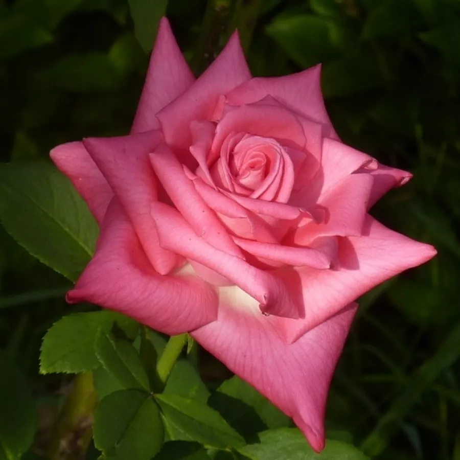 Rose Climber - Rosa - Lolita Lempicka ® Gpt. - Produzione e vendita on line di rose da giardino