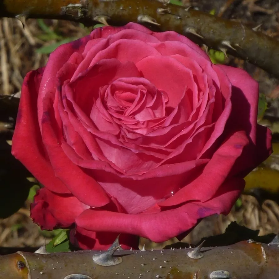 Roz - Trandafiri - Lolita Lempicka ® Gpt. - Trandafiri online