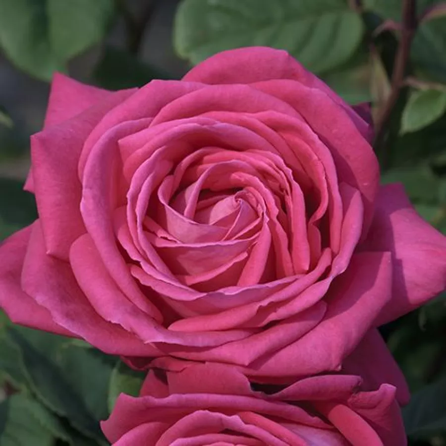 Alain Meilland - Rosa - Lolita Lempicka ® Gpt. - rosal de pie alto