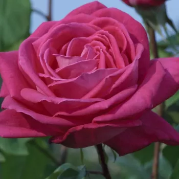Rosa Lolita Lempicka ® Gpt. - ružičasta - ruže stablašice -