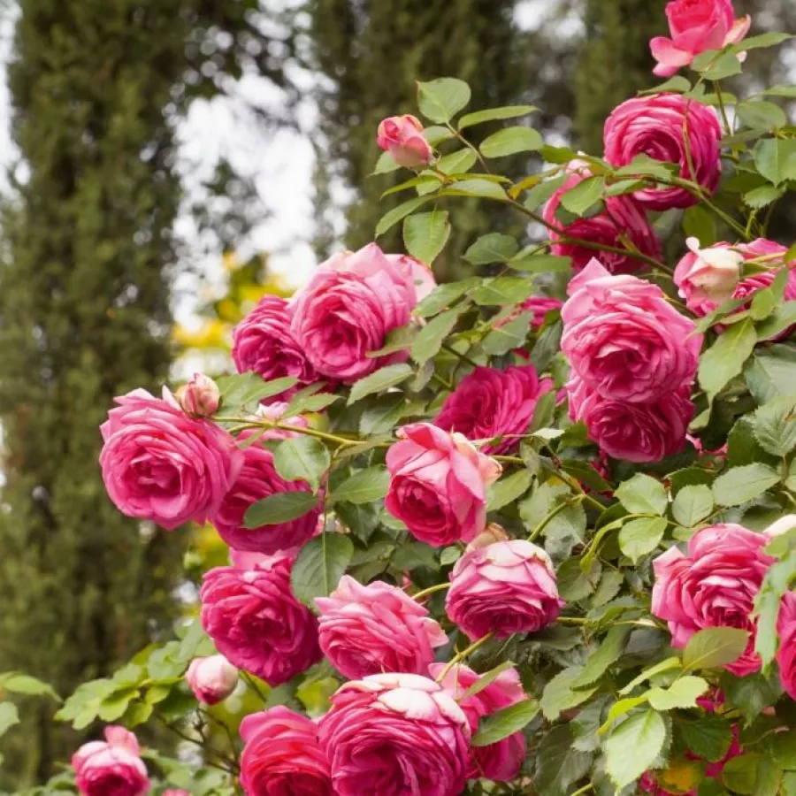 120-150 cm - Rosa - Lolita Lempicka ® Gpt. - rosal de pie alto