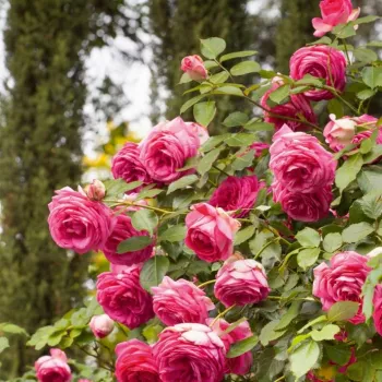 Rózsaszín - teahibrid virágú - magastörzsű rózsafa - intenzív illatú rózsa - fahéj aromájú