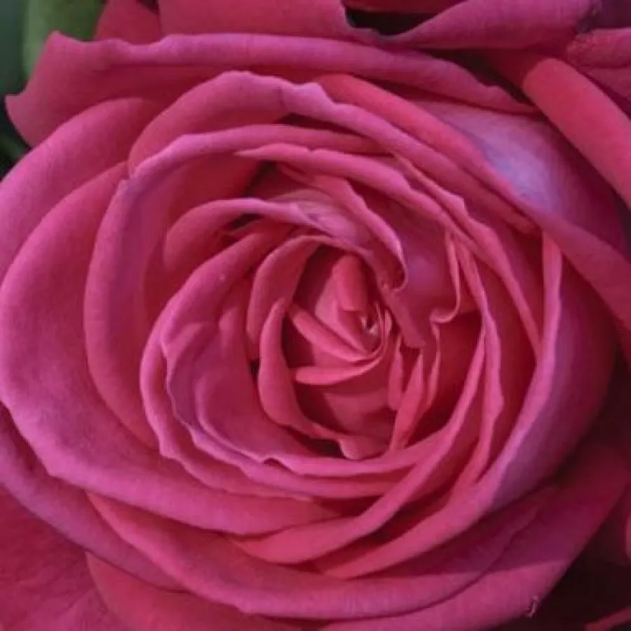 Solitaria - Rosa - Lolita Lempicka ® Gpt. - rosal de pie alto
