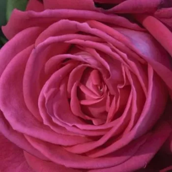 Online rózsa vásárlás - rózsaszín - teahibrid virágú - magastörzsű rózsafa - Lolita Lempicka ® Gpt. - intenzív illatú rózsa - fahéj aromájú