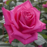 Stromčekové ruže - ružová - Rosa Lolita Lempicka ® Gpt. - intenzívna vôňa ruží - škorica