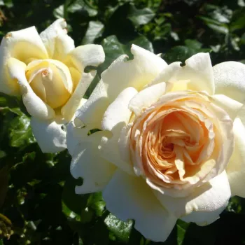ANASTASIA – krémszínű teahibrid rózsa - Ghione