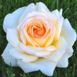 Bela - vrtnice čajevke - diskreten vonj vrtnice - z aromo mošusa - Rosa Anastasia - vrtnice - proizvodnja in spletna prodaja sadik