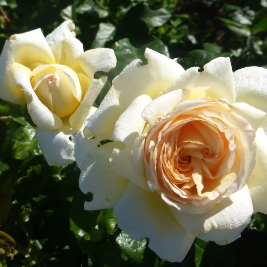 Hybrydowa róża herbaciana - Róża - Anastasia - róże sklep internetowy