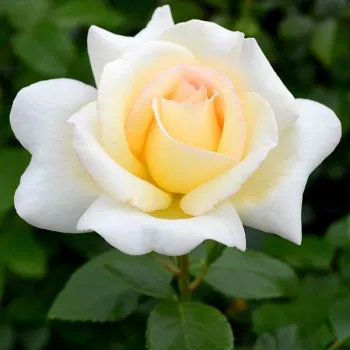 Krémszínű - teahibrid rózsa - diszkrét illatú rózsa - pézsmás aromájú