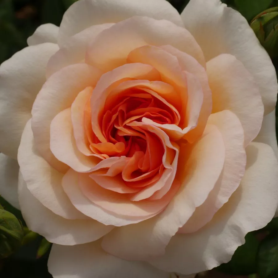Csúcsos - Rózsa - Anastasia - online rózsa vásárlás