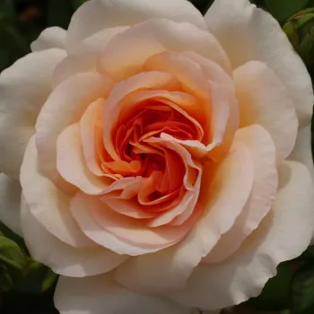 Zakup róż online - hybrydowa róża herbaciana - róża o dyskretnym zapachu - zapach piżmowy - Anastasia - biały - (90-100 cm)