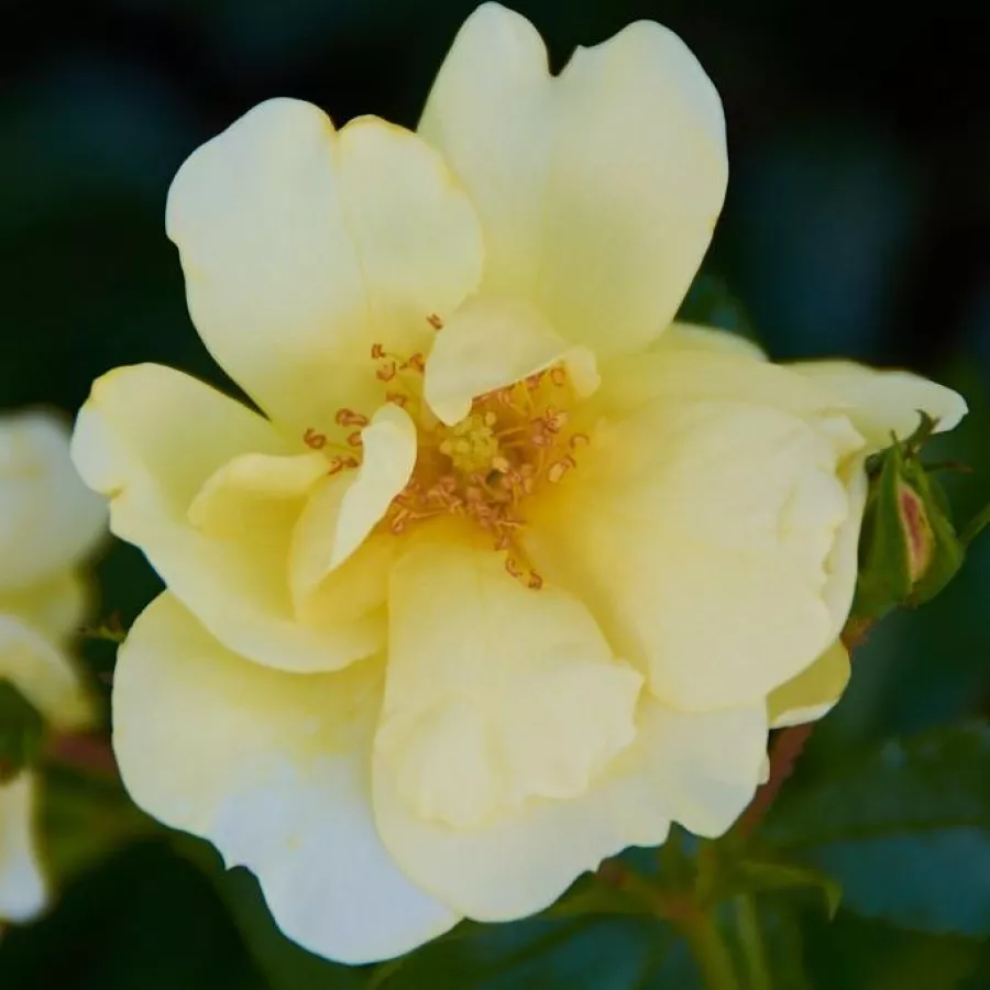 Róża o dyskretnym zapachu - Róża - Celina - sadzonki róż sklep internetowy - online