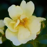 Rumena - prekrovna vrtnica - diskreten vonj vrtnice - aroma mošusa - Rosa Celina - vrtnice - proizvodnja in spletna prodaja sadik