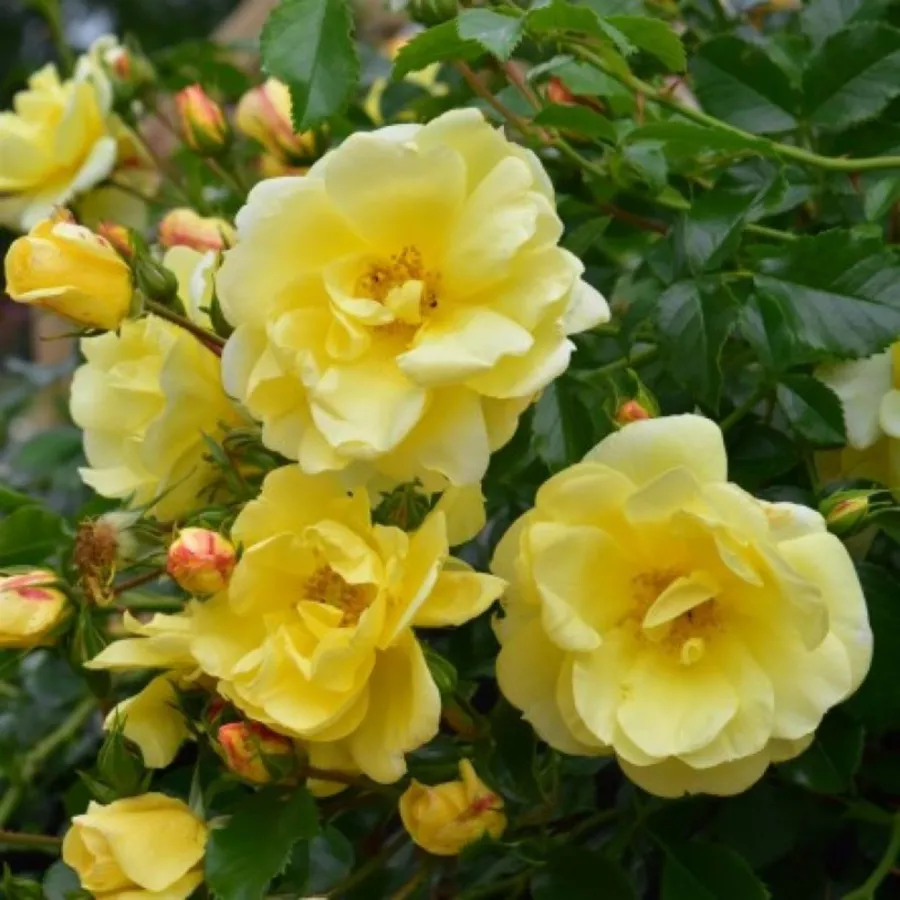 Ruža pokrivačica tla - Ruža - Celina - sadnice ruža - proizvodnja i prodaja sadnica