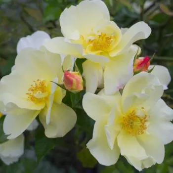 Rosa Celina - sárga - talajtakaró rózsa