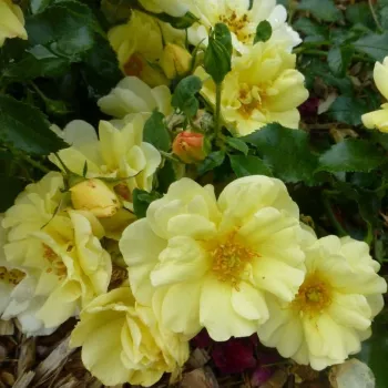Sárga - talajtakaró rózsa - diszkrét illatú rózsa - pézsma aromájú