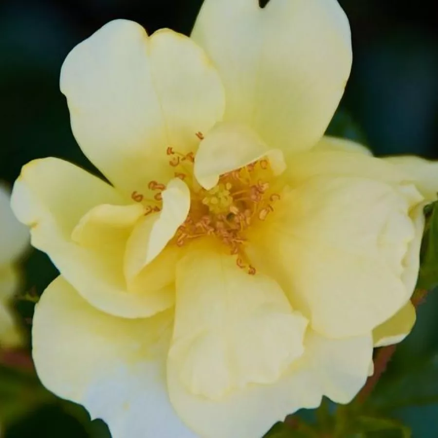 Werner Noack - Roza - Celina - vrtnice online