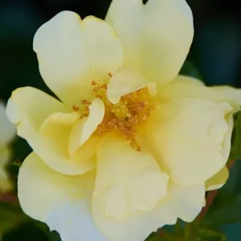 Rosen-webshop - gelb - bodendecker rose - rose mit diskretem duft - moschusmalvenaroma - Celina - (60-80 cm)