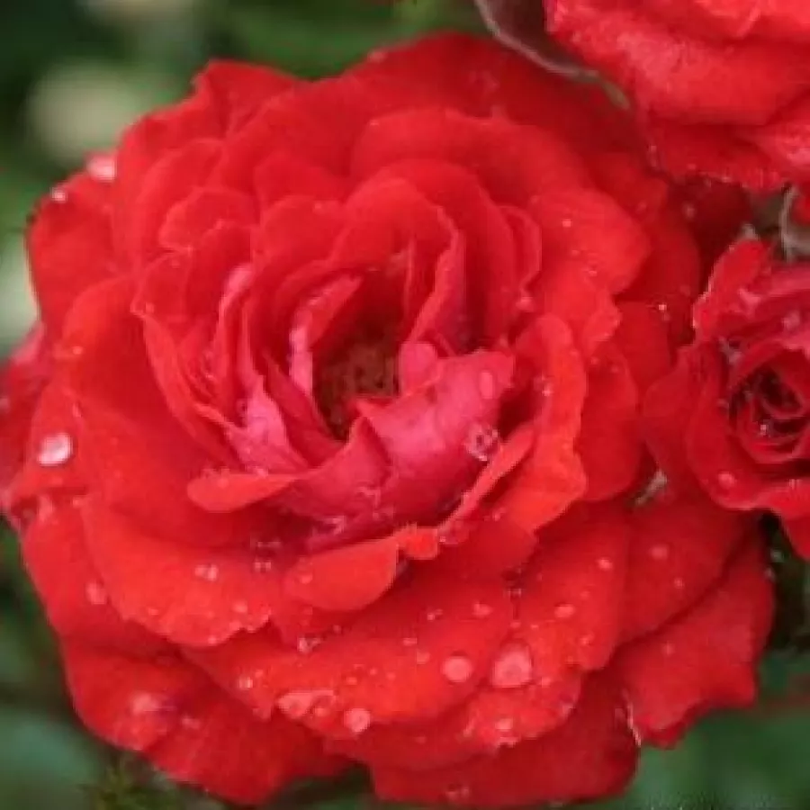 Virágágyi polianta rózsa - Rózsa - Alberich - online rózsa vásárlás