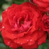 Vrtnica poliante za cvetlično gredo - vrtnica brez vonja - vrtnice online - Rosa Alberich - rdeča