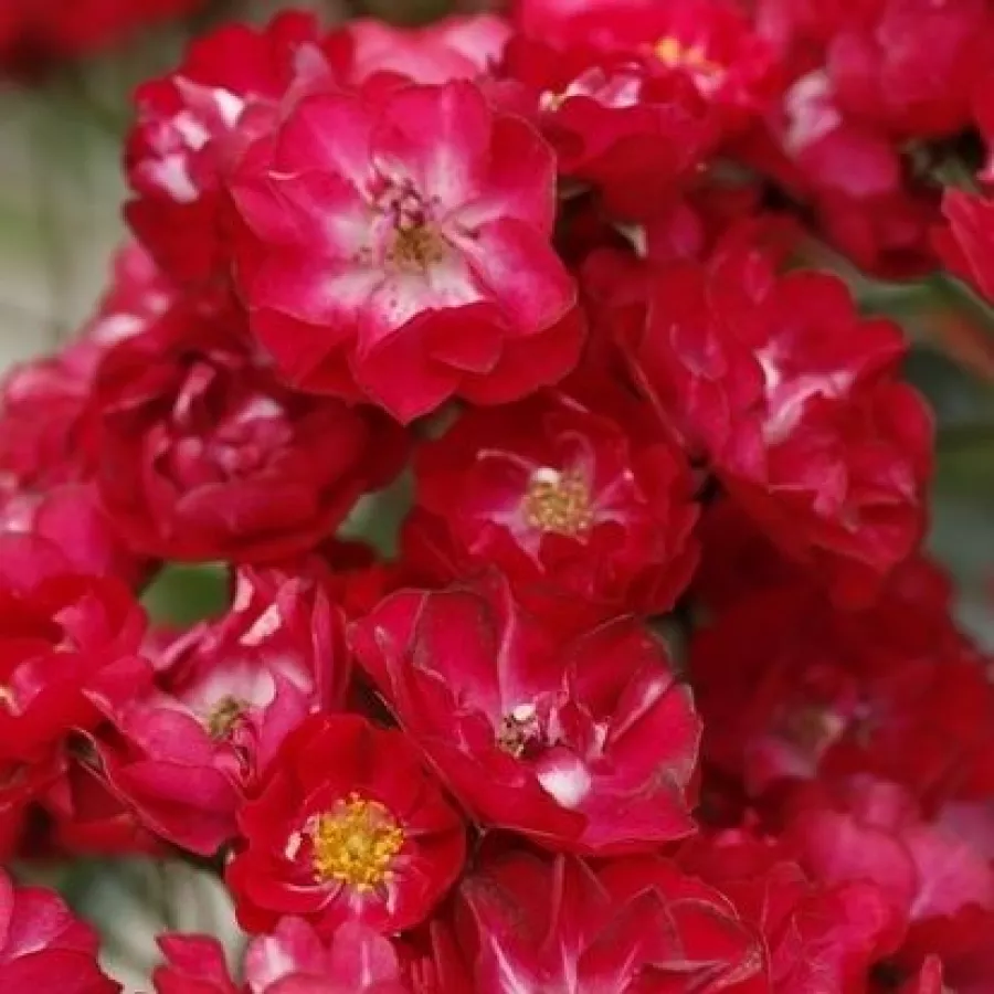Róża rabatowa polianta - Róża - Alberich - sadzonki róż sklep internetowy - online