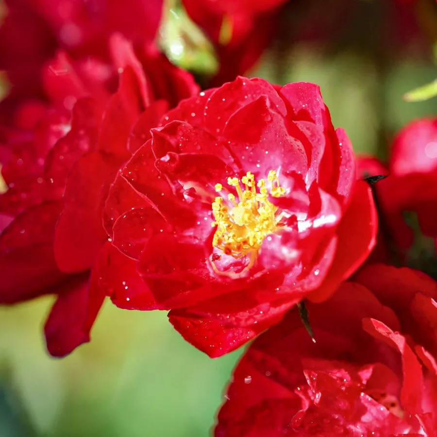 Filiżankowy - Róża - Alberich - sadzonki róż sklep internetowy - online